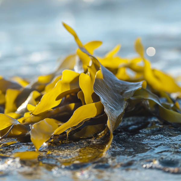 WORLD BEST SEA WEED 